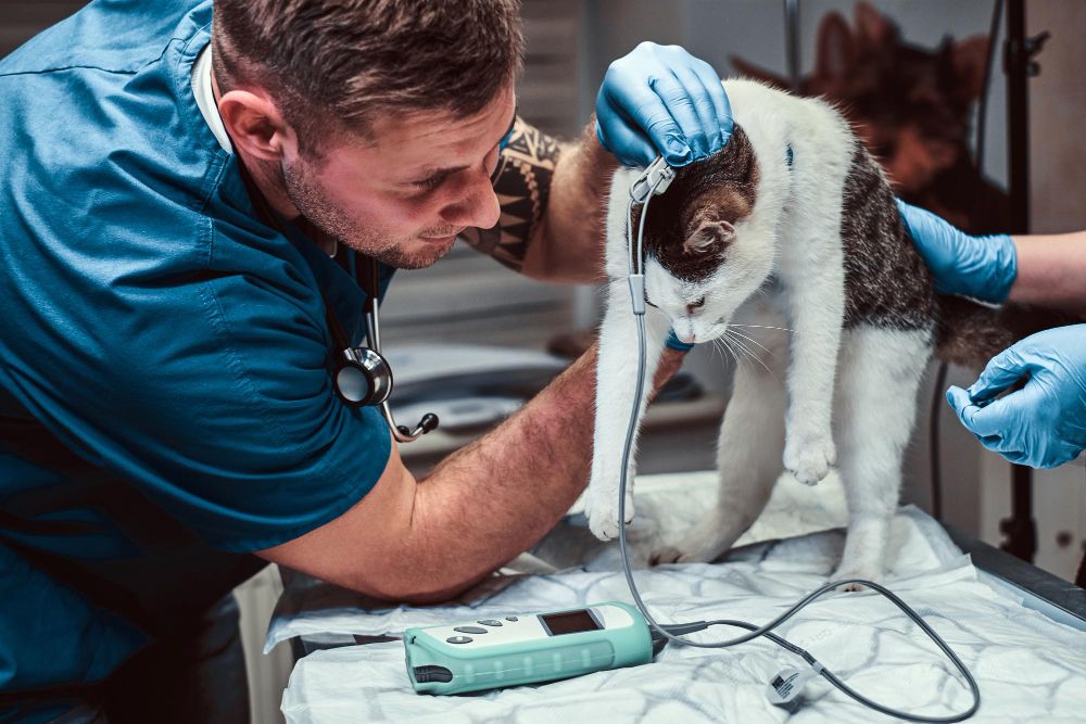 India Veterinary Medicine Industry 